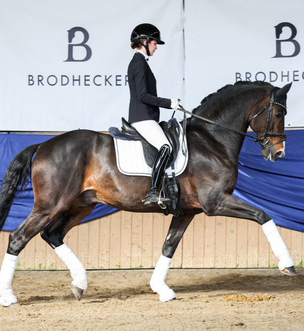 DSP De Sandro - Dressurhengste Schleier