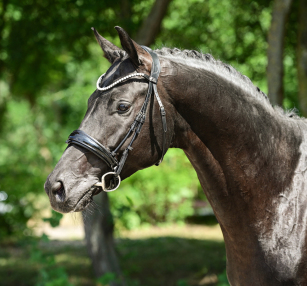 Maddox - Dressurhengste Schleier