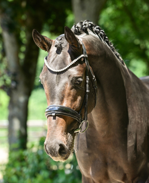 Fontainebleau l'ami - Dressurhengste Schleier