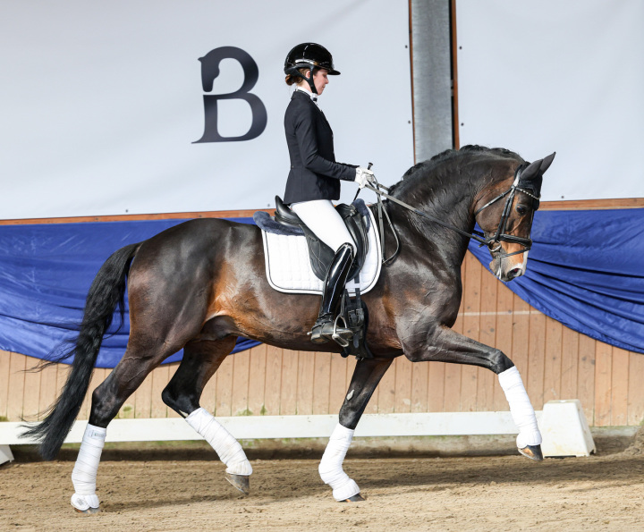 Dressurhengste Schleier - DSP De Sandro