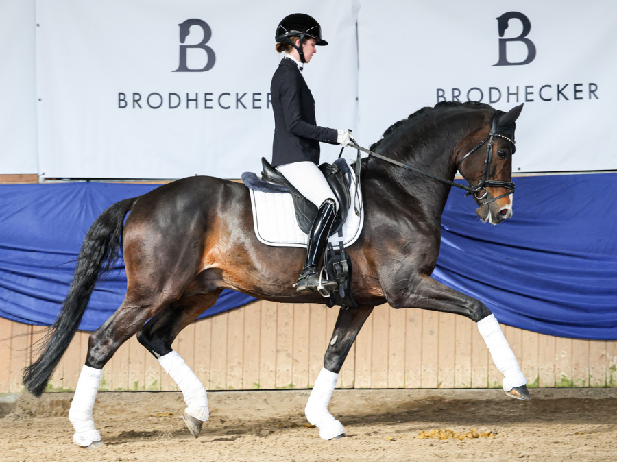 DSP De Sandro - Dressurhengste Schleier