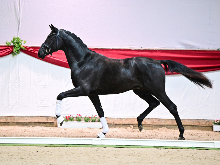 Dressurhengste Schleier, Maddox,