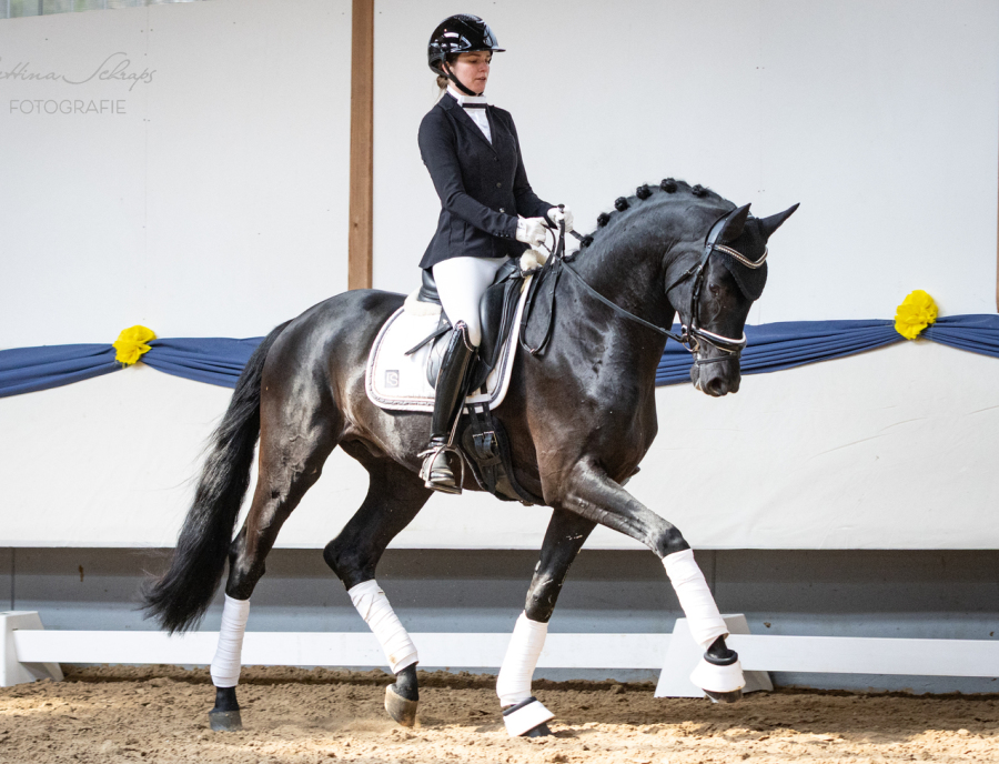 Dressurhengste Schleier, Maddox,