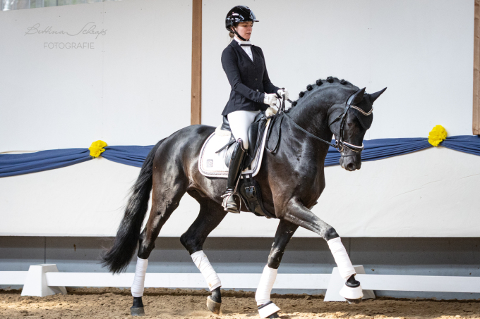 Maddox - Leandra Hahn - Dressurhengste Schleier