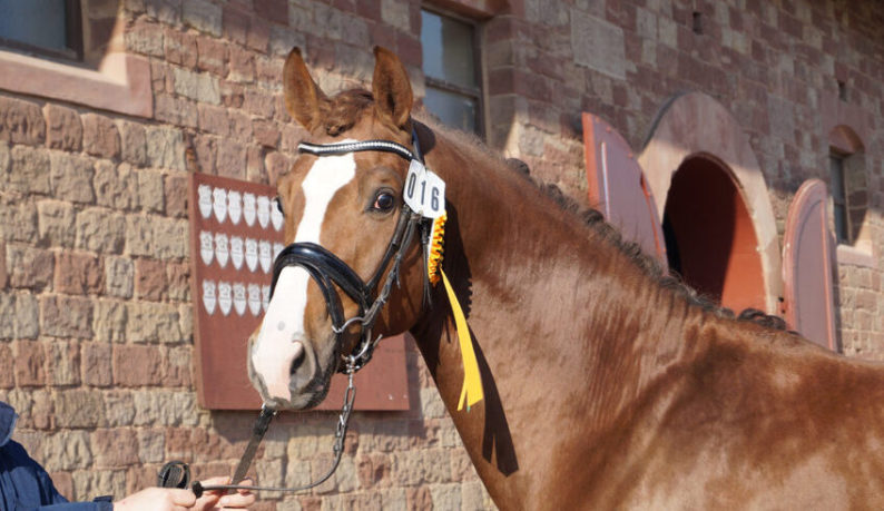 DSP De Sandro x Charming - Dressurhengste Schleier