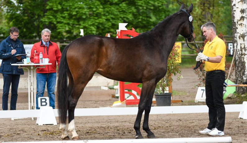 Dotti (DSP De Sandro x Sir Calypso) - Dressurhengste Schleier