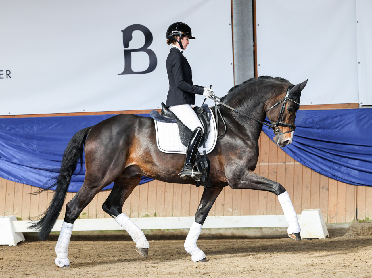 DSP De Sandro - Dressurhengste_Schleier