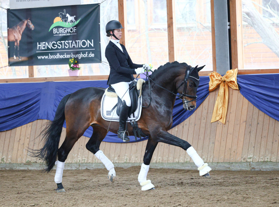 Dressurhengste Schleier, Quadrogold,
