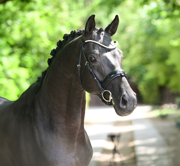Maddox, Millennium - Donnerhall - Dressurhengste Schleier