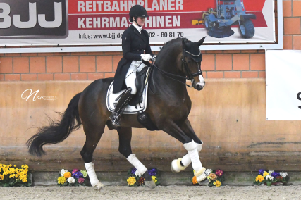 Dresssurhengste Schleier - Corona-Info 2020