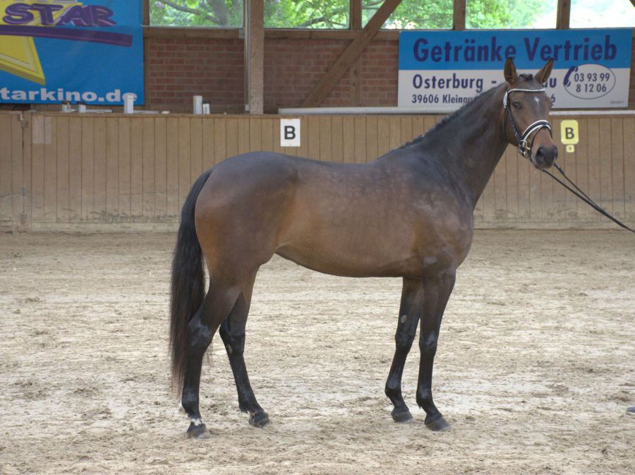 De Sandra (DSP De Sandro x Christ)