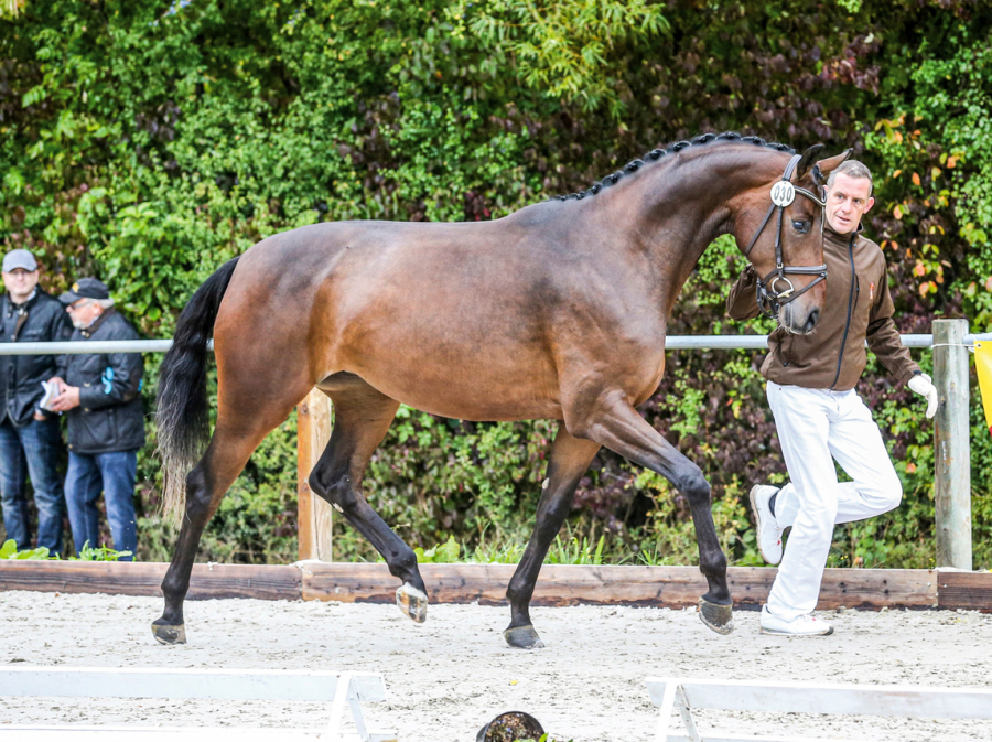 Darcy E (DSP De Sandro x Cabaret)