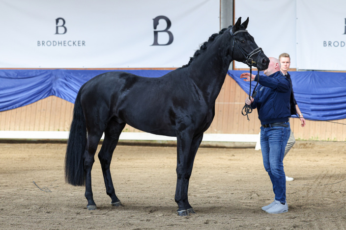 Dressurhengste Schleier - Maddox, Millennium - Donnerhall
