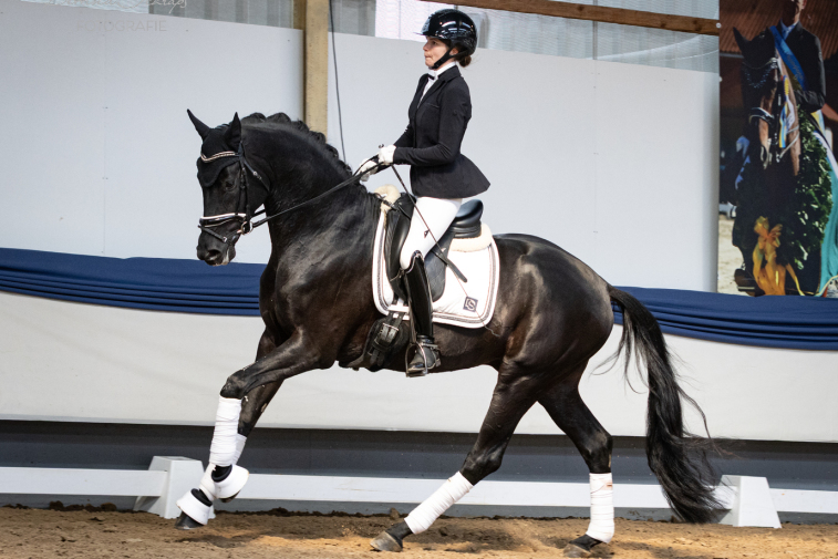 Dressurhengste Schleier - Maddox, Millennium - Donnerhall, Leandra Hahn