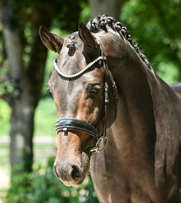 De_Santino_Dressurhengste_Schleier