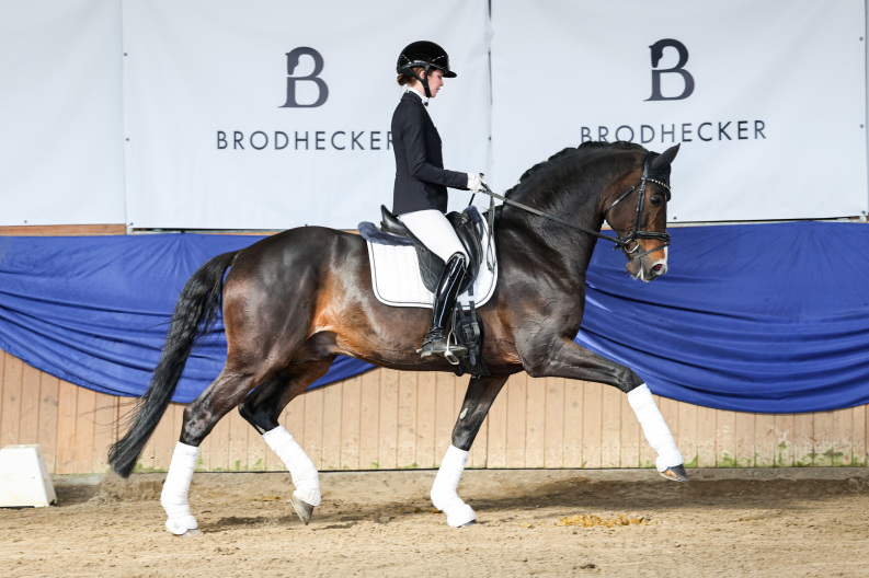 DSP Desandro - Hengstschau Burghof Brodhecker - Leandra Hahn