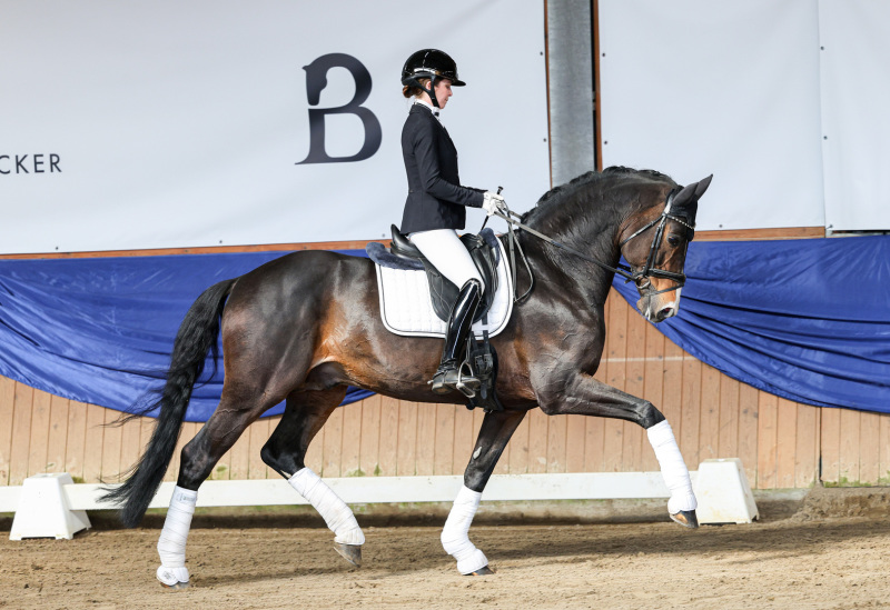 Dressurhengste Schleier - DSP De Sandro - Leandra Hahn