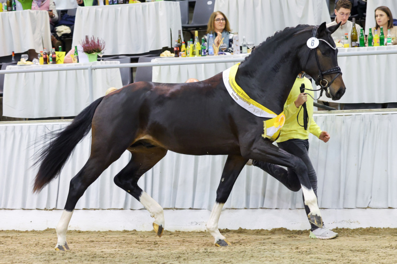 Dressurhengste Schleier - Fontainebleau l'ami - Hannoveraner Körung Verden 2024
