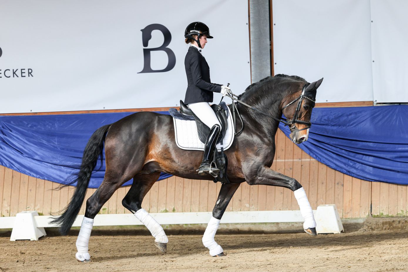 Dressurhengste Schleier - DSP De Sandro - Leandra Hahn