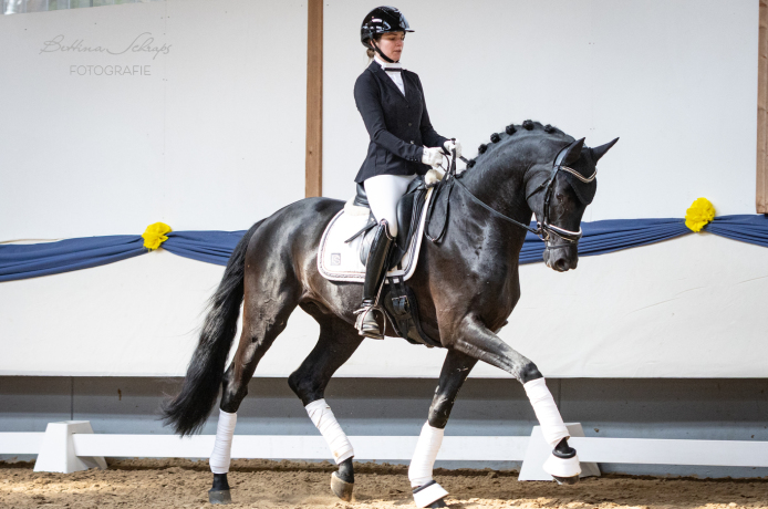 Dressurhengste Schleier - Maddox - Leandra Hahn