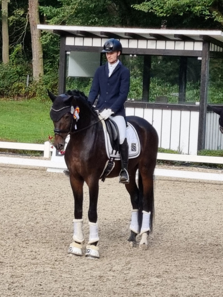 Dressurhengste Schleier, Quadrogold, Philippe Stuppert