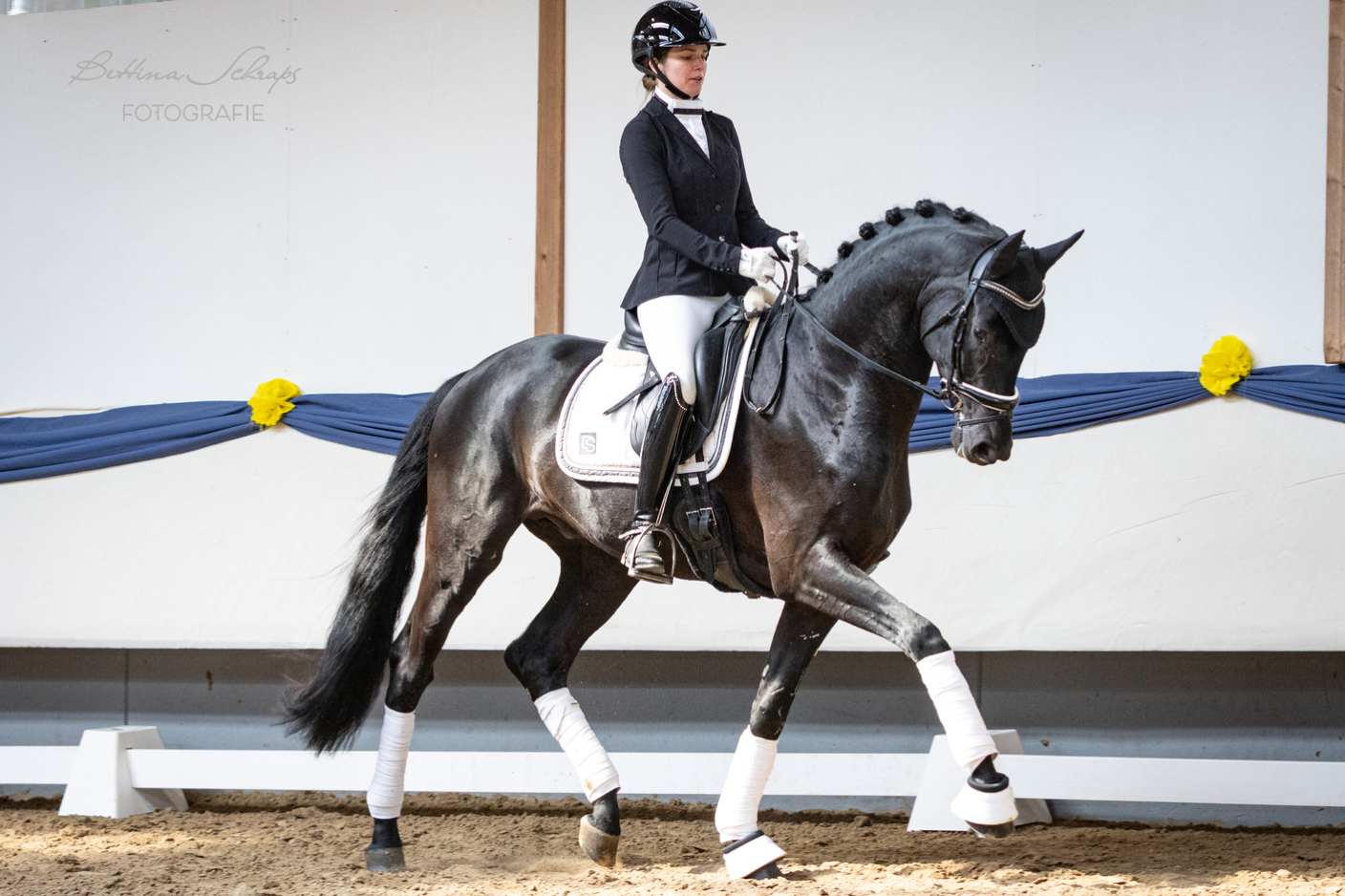 Dressurhengste Schleier - Maddox, Millennium - Donnerhall, Leandra Hahn