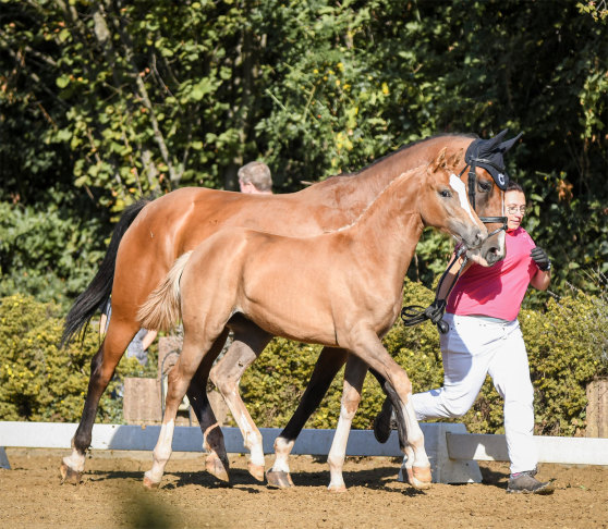 Dressurhengste Schleier, Siegerfohlen DSP De Sandro - D-Online, Burghof Fohlenchampionat