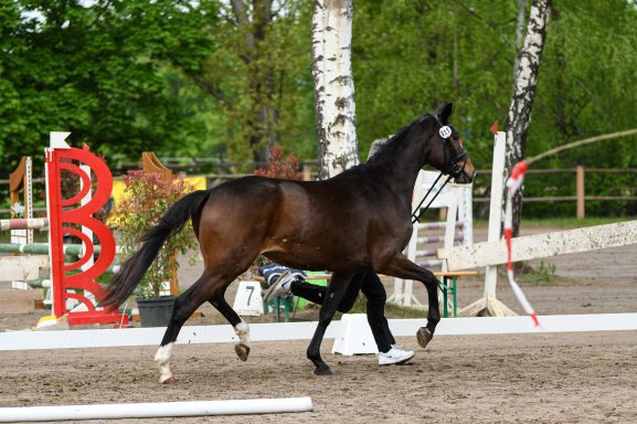 Dressurhengste Schleier, Stute von DSP De Sandro x Sir Calypso