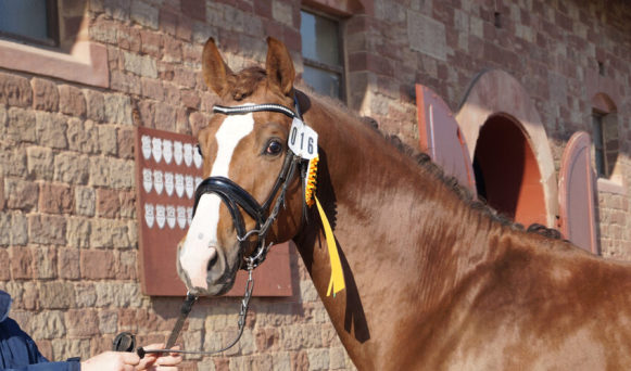 Dressurhengste Schleier, gekörter Hengst von DSP De Sandro x Charming