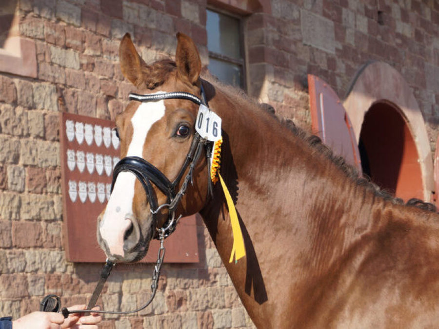 Darcy E (DSP De Sandro x Cabaret)