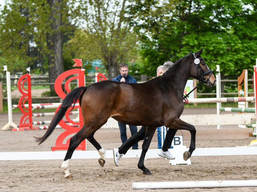 Deine Freude (DSP De Sandro x Freudenstern)