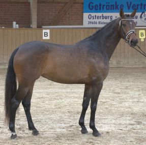 De Sandra (De Sandro x Christ) - Dressurhengste Schleier