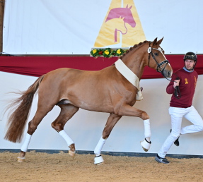 Prämiert, Körsieger, Dressursieger, DSP De Sandro, Domherr, Dressurhengste Schleier
