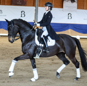 Deine Freude (De Sandro x Freudenstern) - Dressurhengste Schleier - Giulia Gasztecki