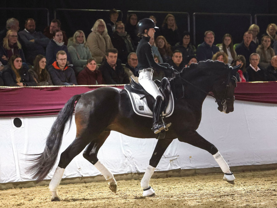 Fontainebleau l'cmi - Dressurhengste Schleier