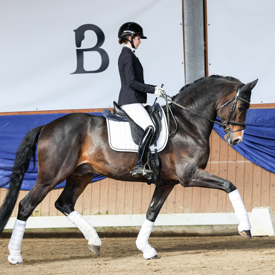 Dressurhengste Schleier - DSP De Sandro