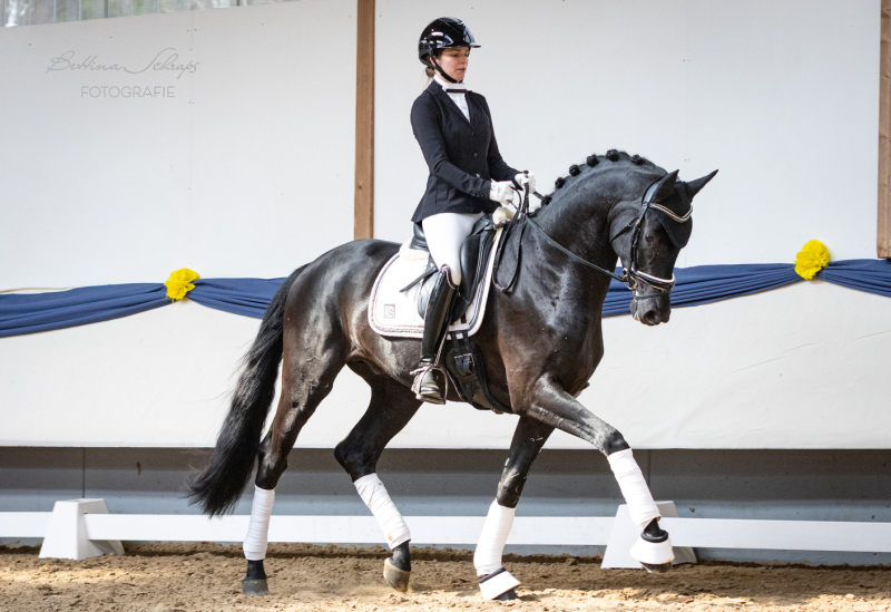 Dressurhengste Schleier, Maddox, Meilenstein - Donnerhall, Leandra Hahn