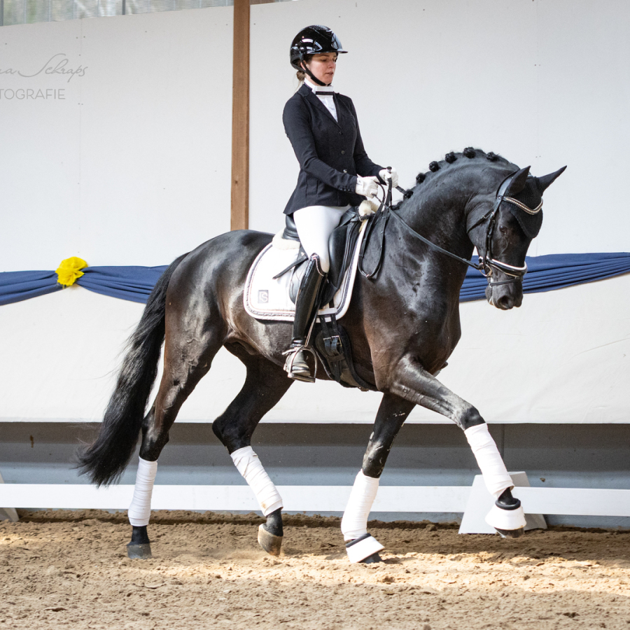 Dressurhengste Schleier - Maddox, Millennium - Donnerhall