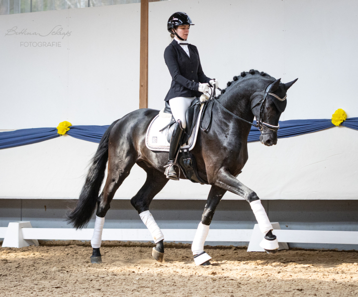 Dressurhengste Schleier - Maddox, Millennium - Donnerhall