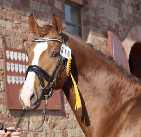 Gekört (DSP De Sandro x Charming) Dressurhengste Schleier