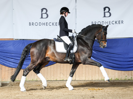 Dressurhengste Schleier - DSP De Sandro