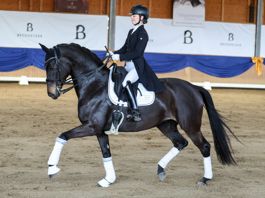 Dressurhengste Schleier - DSP De Sandro