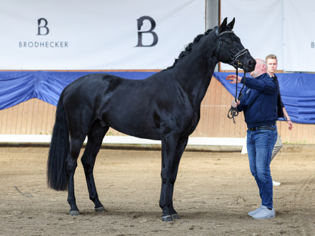 Dressurhengste Schleier - Maddox