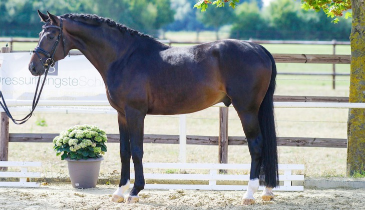 Dressurhengste Schleier, Flashback