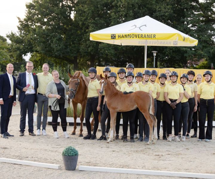 Stutfohlen DSP De Sandro - Preisspitze Verdener Auktion 2026